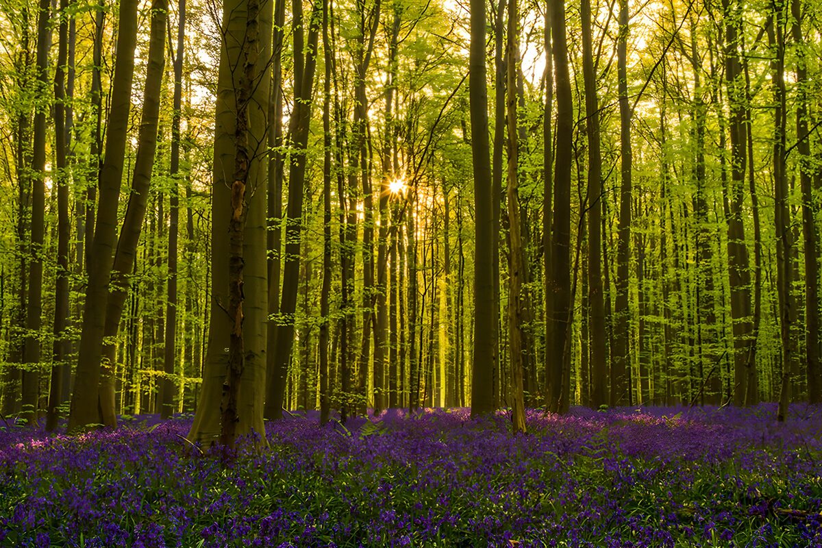 PDGIT1711970: Bosco primaverile tra sole e fiori viola