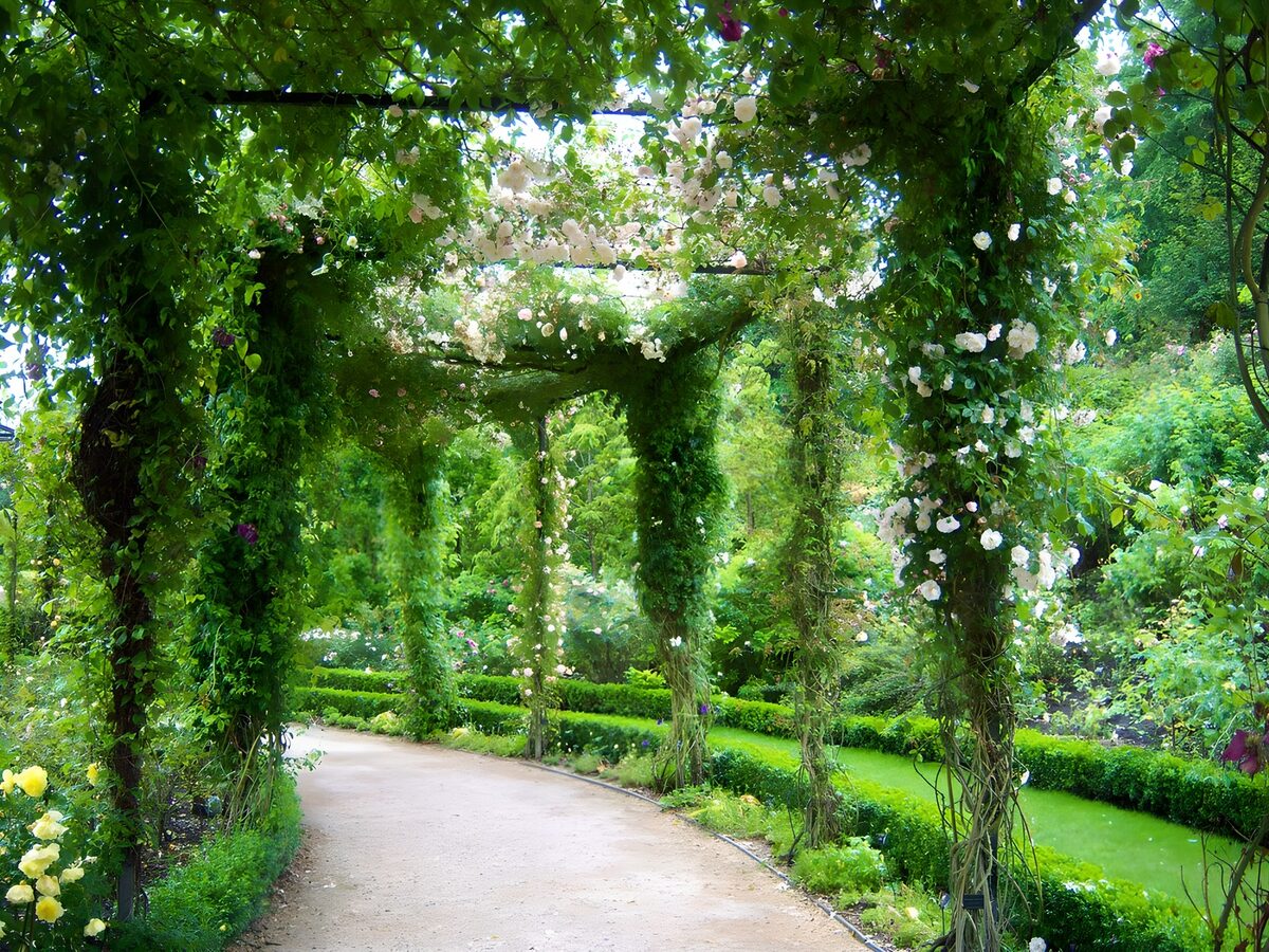 PDGIT6265942: Vialetto all’ombra del pergolato di rose