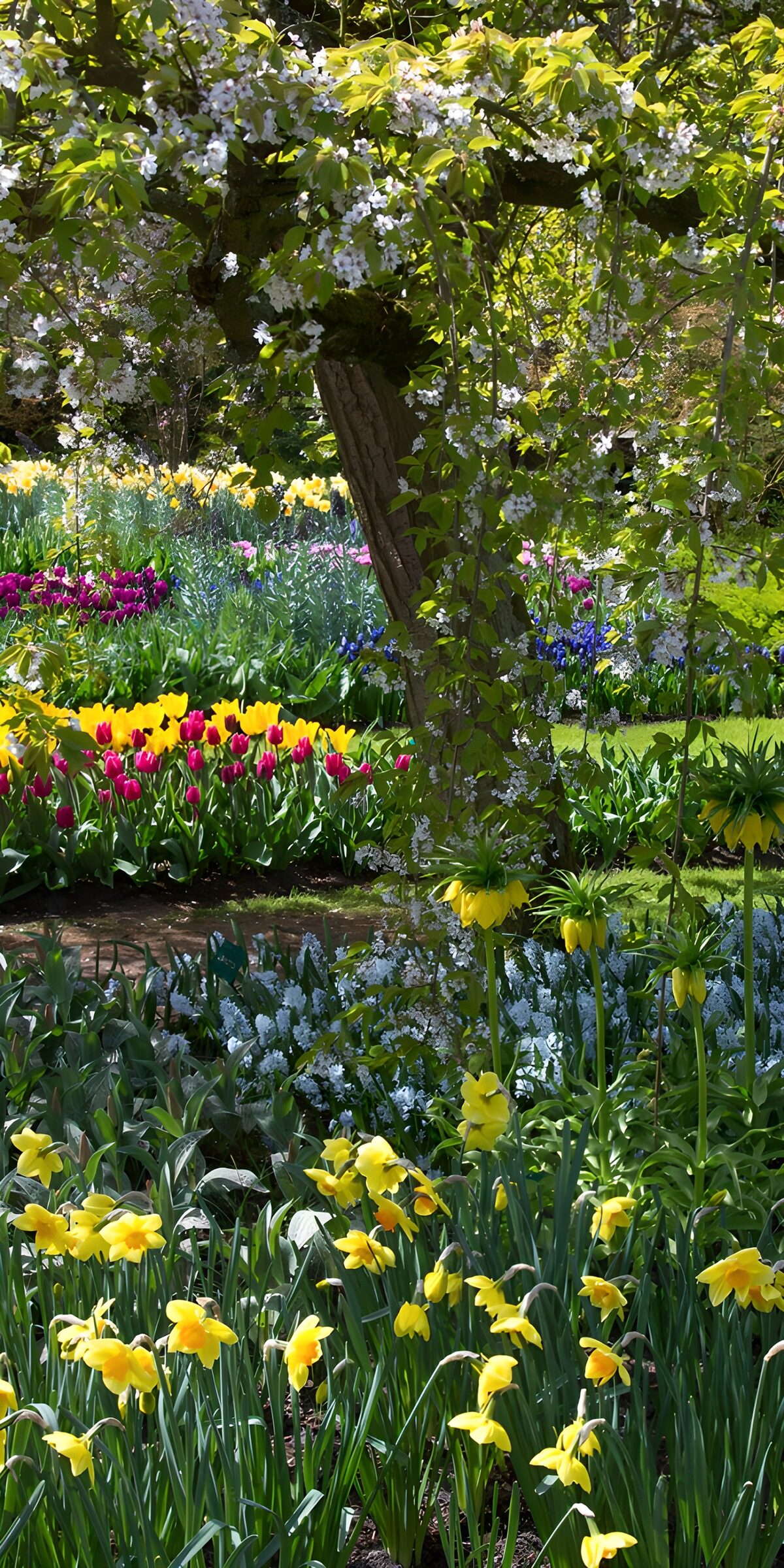 PDGIT7370082: Sotto i rami, una primavera di fiori