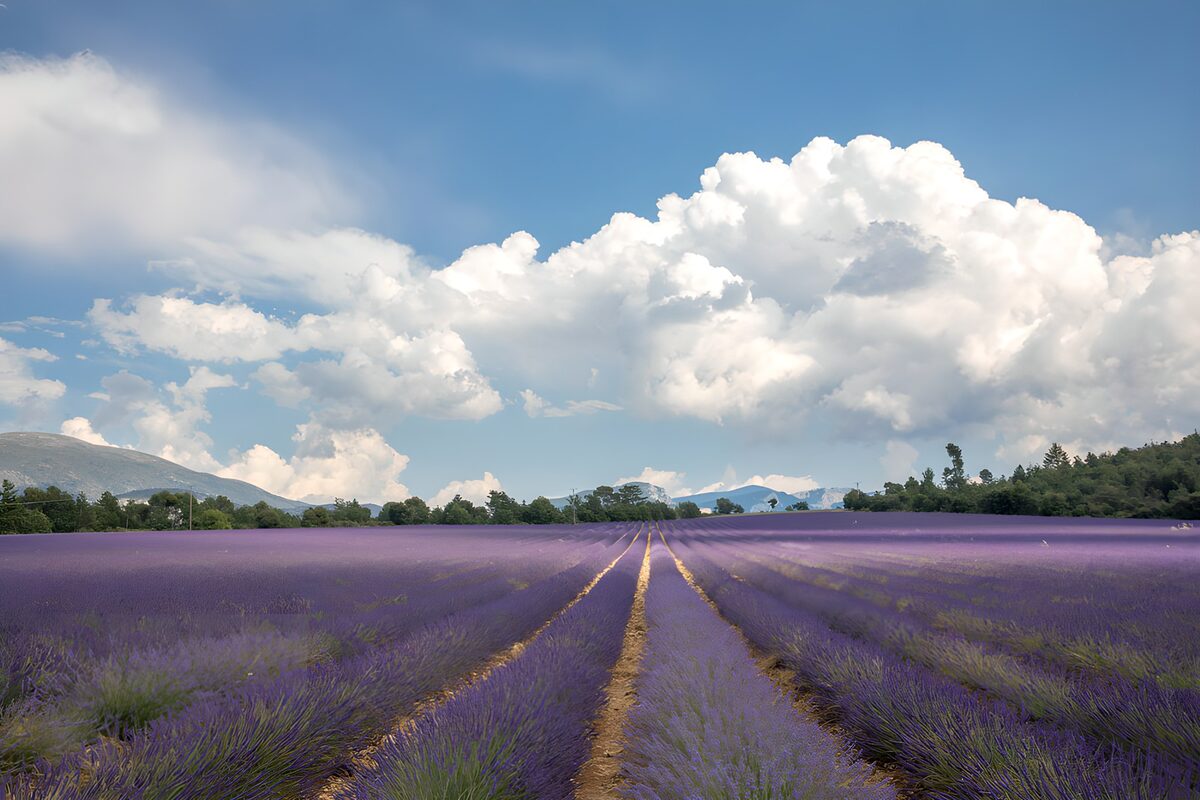 Lavanda a perdita d'occhio