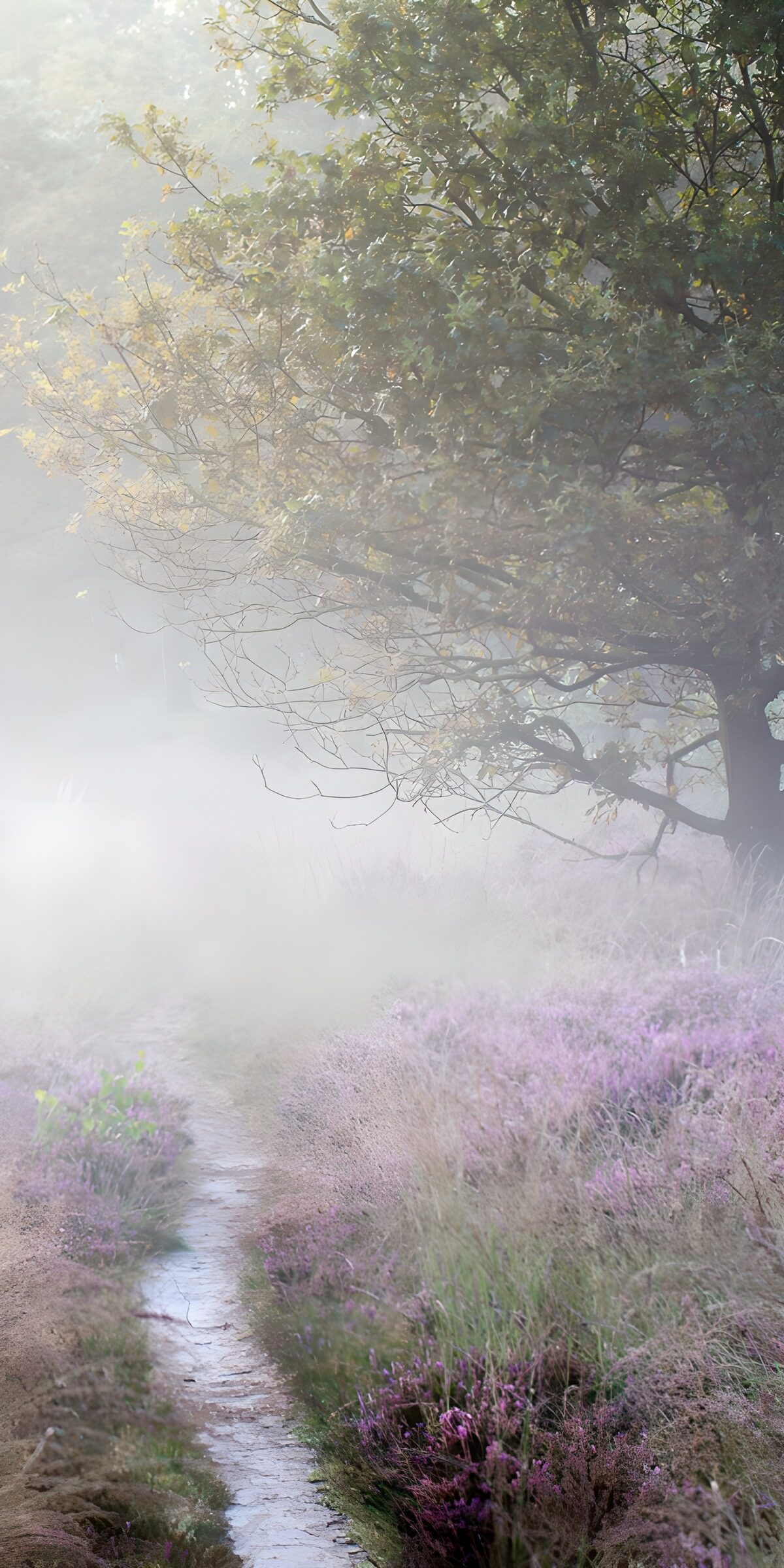 PDGIT4080522: Sentiero tra l'erica e la nebbia