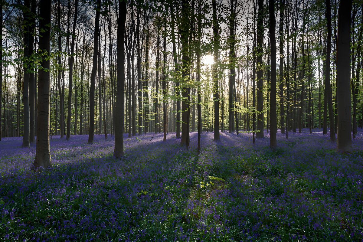 PDGIT2145555: Giacinti blu nel bosco di primavera