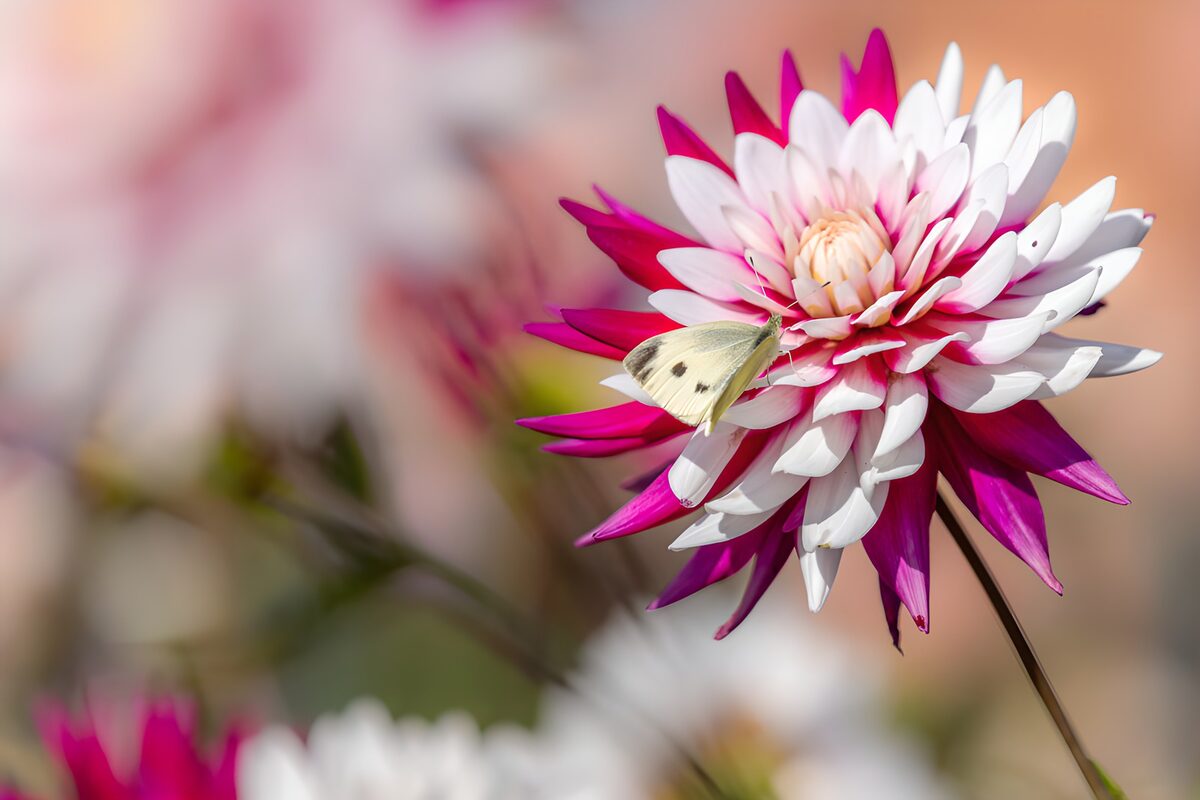 Farfalla su dalia bianca e rosa