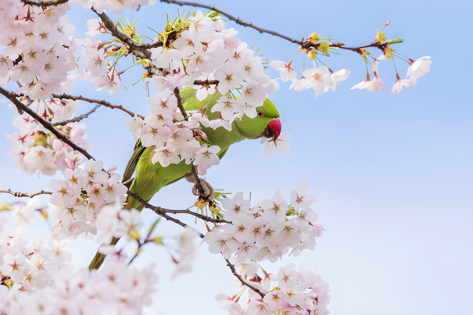 PDGIT7996062: Parrocchetto verde tra i fiori di primavera