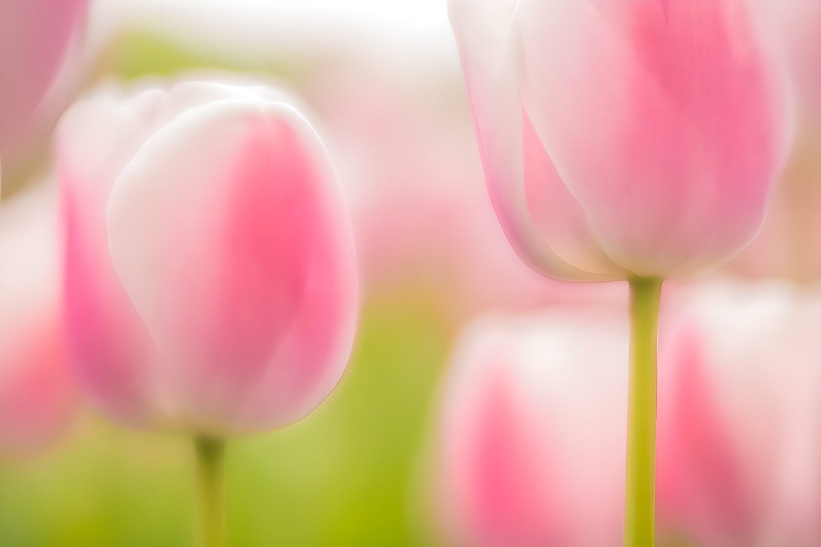 PDGIT2249957: Tulipani rosa nella luce soffusa
