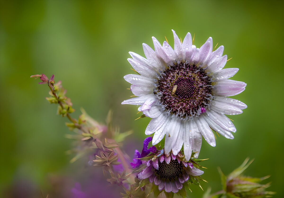 PDGIT1462665: Fiore lilla con gocce d’acqua