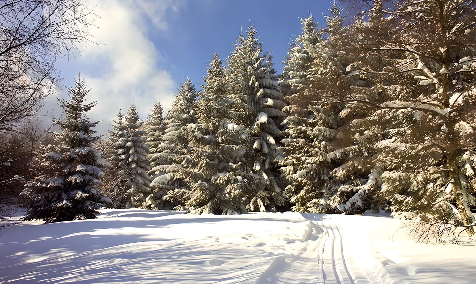 PDGIT8551324: Radura innevata tra conifere al sole