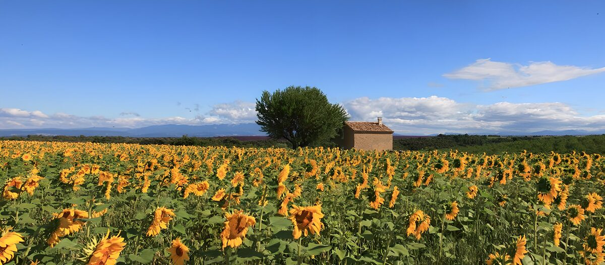 PDGIT2982072: Campo di girasoli in un giorno d’estate