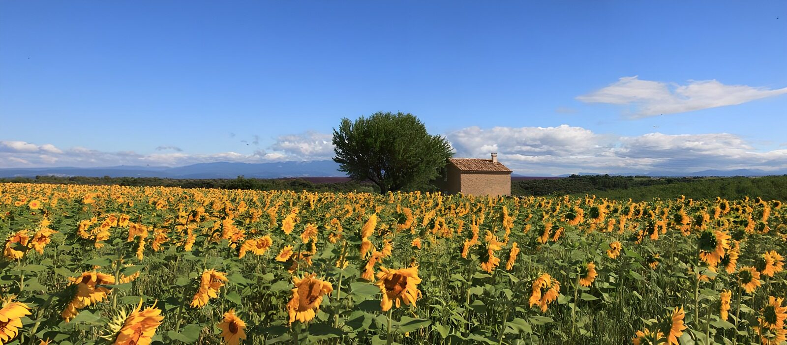 PDGIT2982072: Campo di girasoli in un giorno d’estate