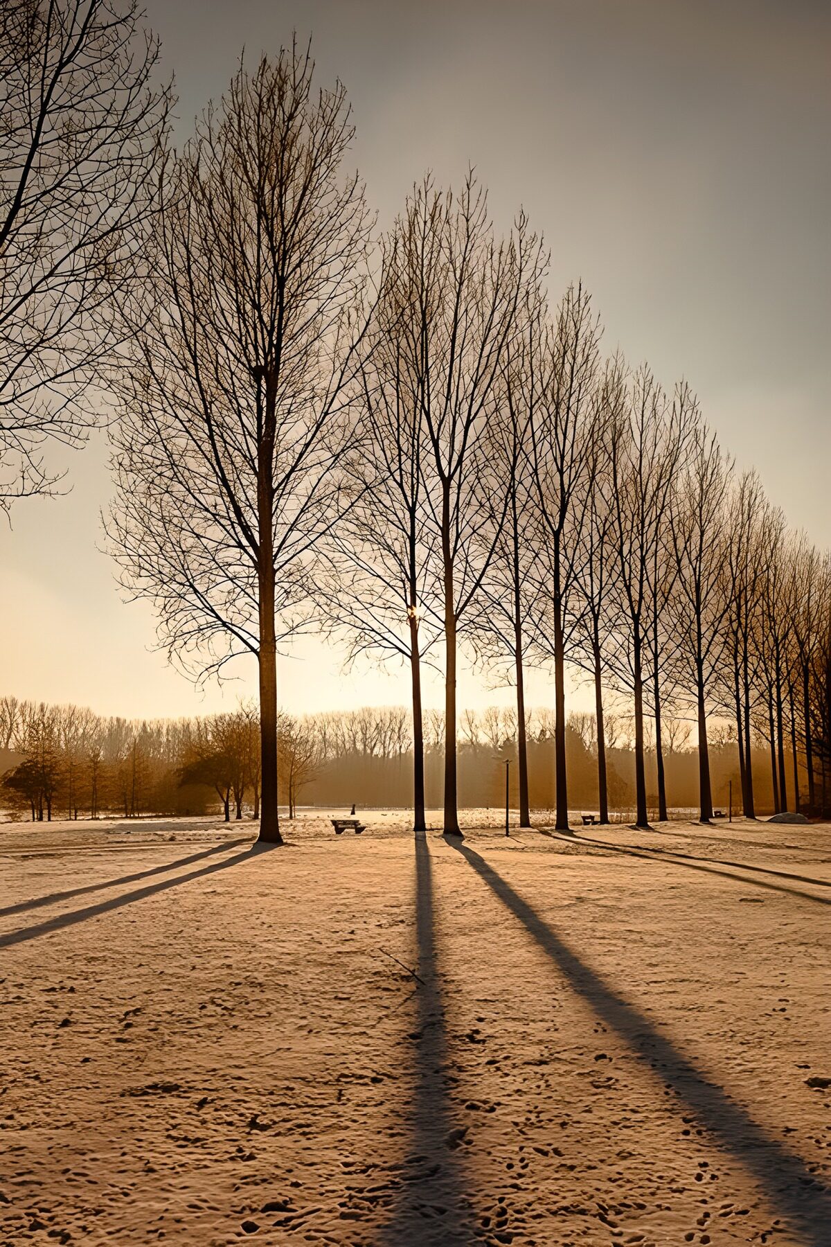 PDGIT7366572: Alberi spogli e sole sulla neve