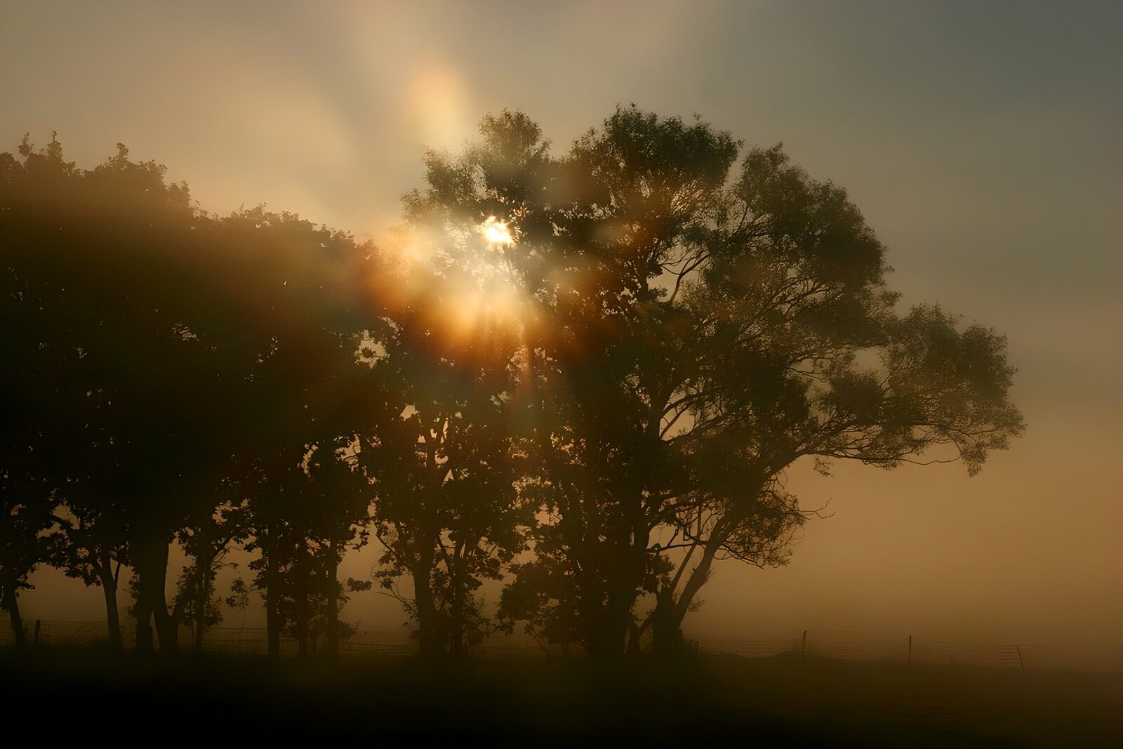PDGIT9940808: Alberi nella nebbia dorata