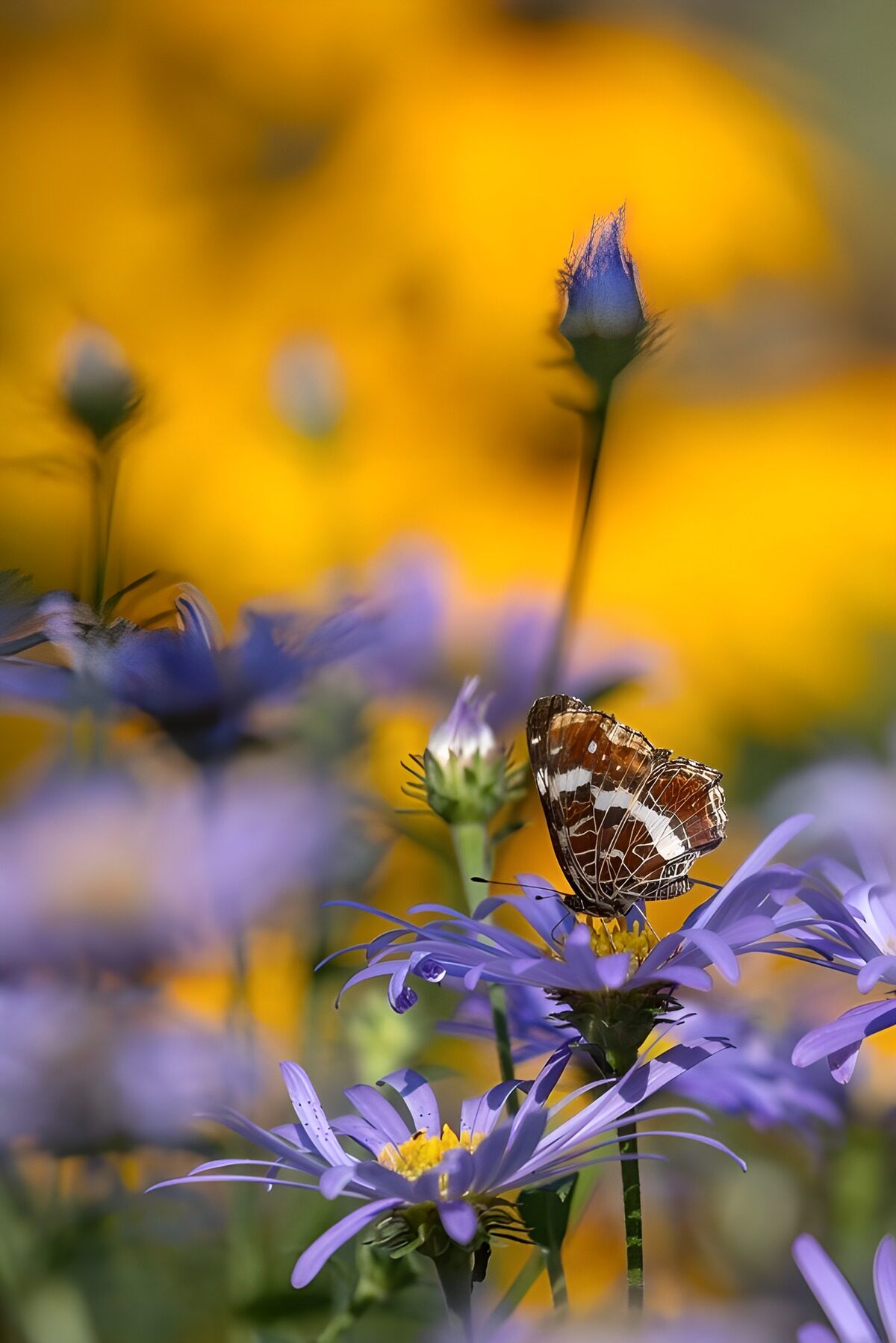 PDGIT3237424: Farfalla su aster viola nella luce dorata