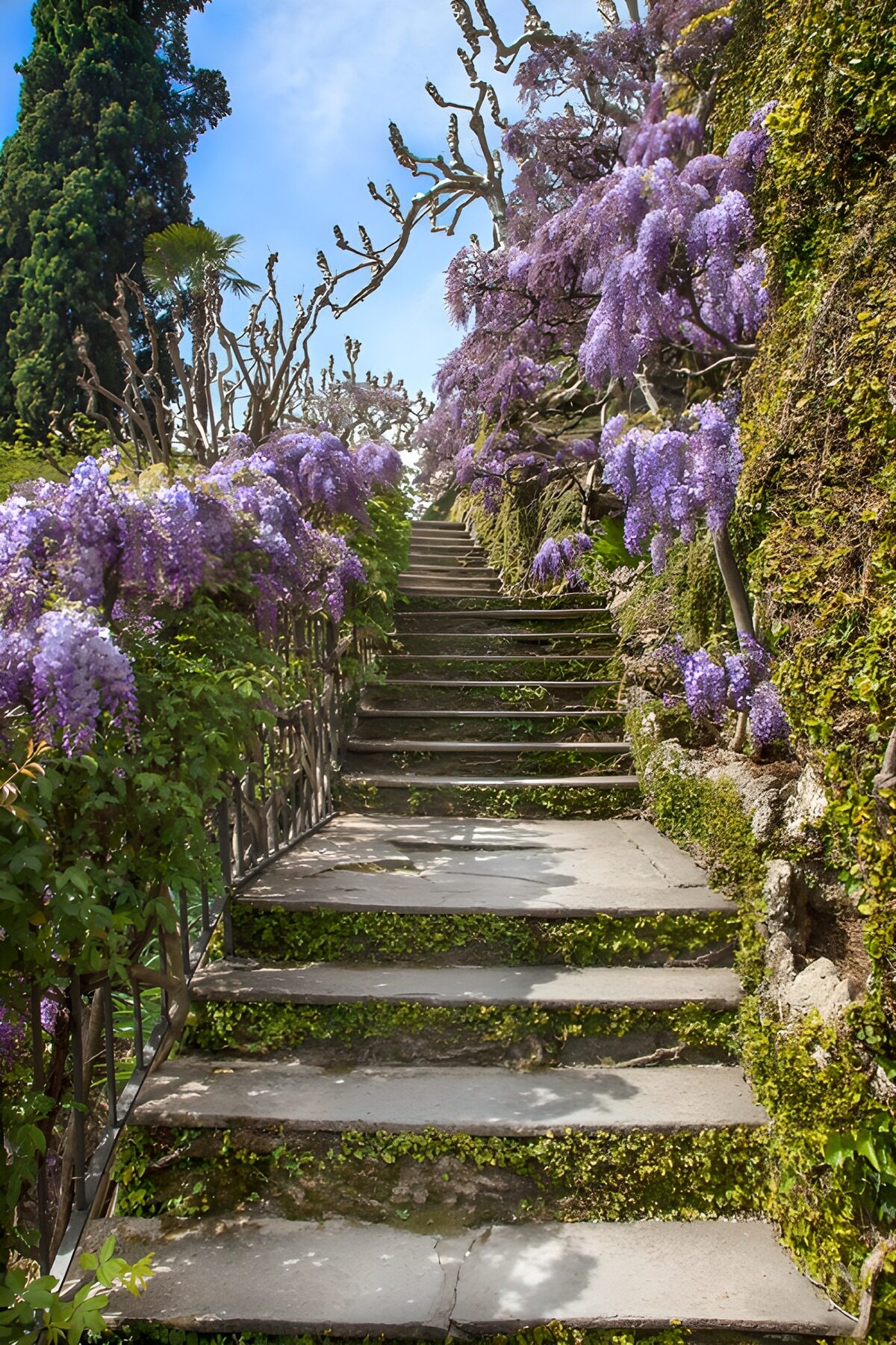 PDGIT8437614: Scala in pietra tra glicini in fiore