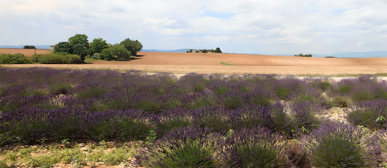 PDGIT7726534: Lavanda e campi dorati sotto le nuvole