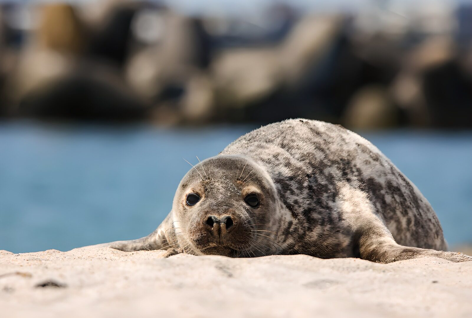 PDGIT5626093: Foca distesa sulla sabbia chiara