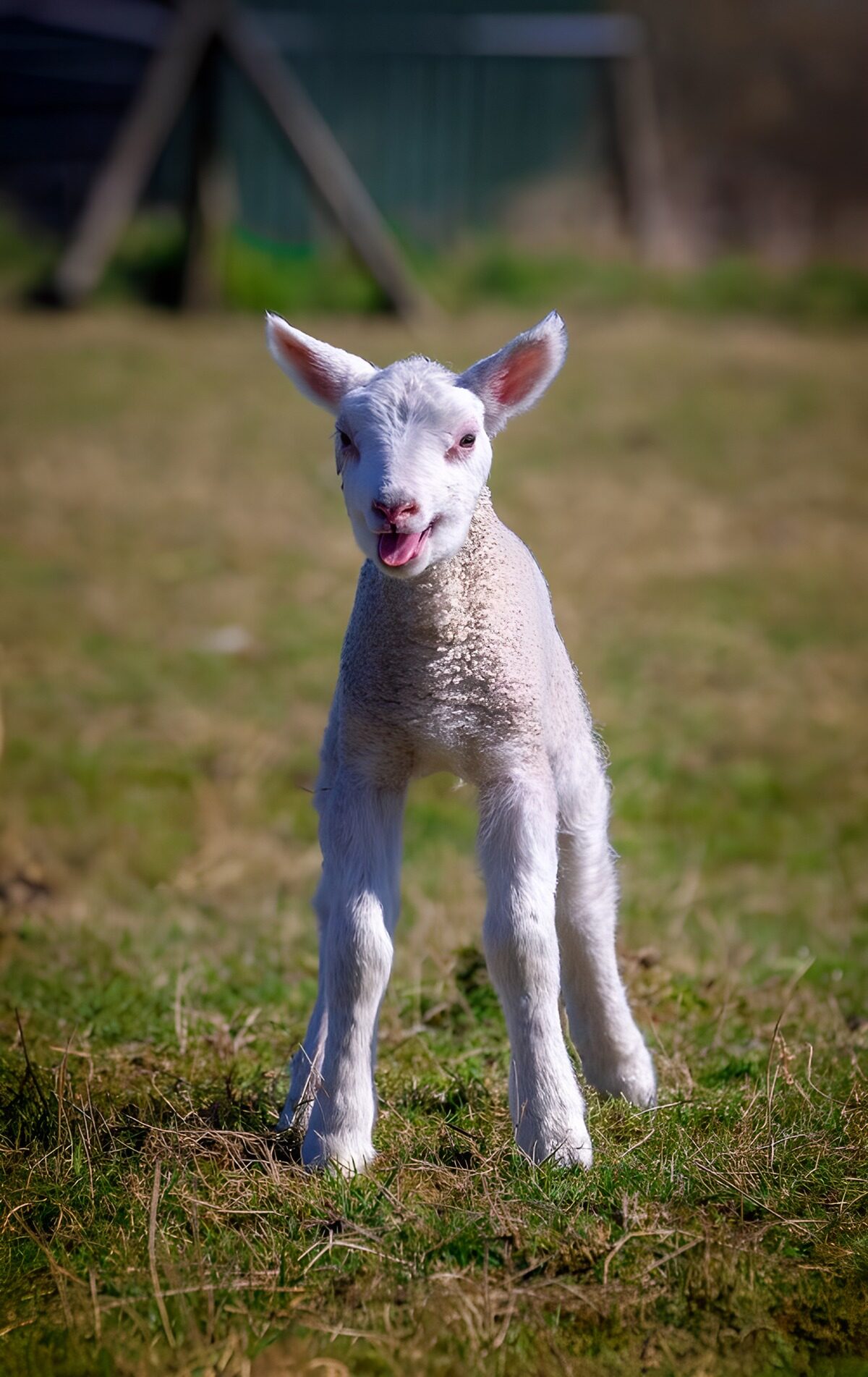 PDGIT9653230: Agnello bianco in piedi al sole