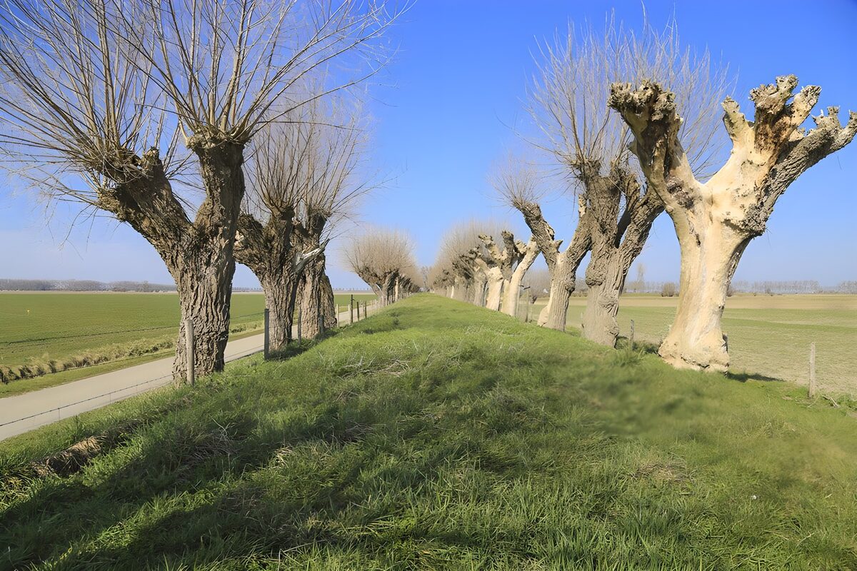 PDGIT4356929: Filari di salici sull’argine al sole