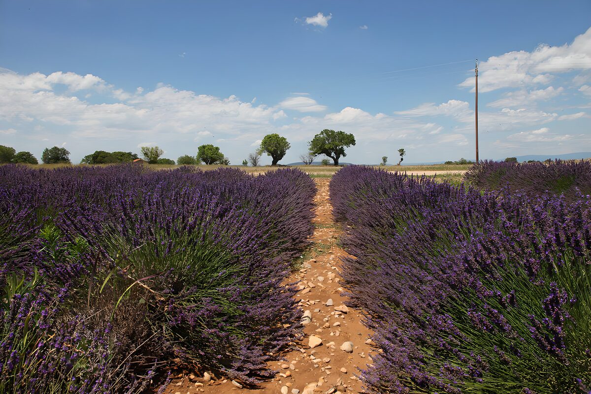 PDGIT9657420: Un sentiero nel silenzio della lavanda