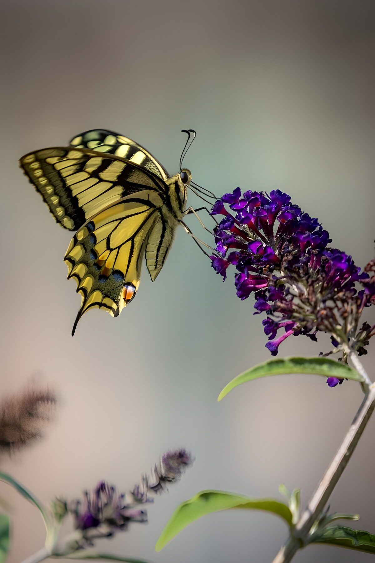 PDGIT7321280: Farfalla gialla in sosta sui fiori viola