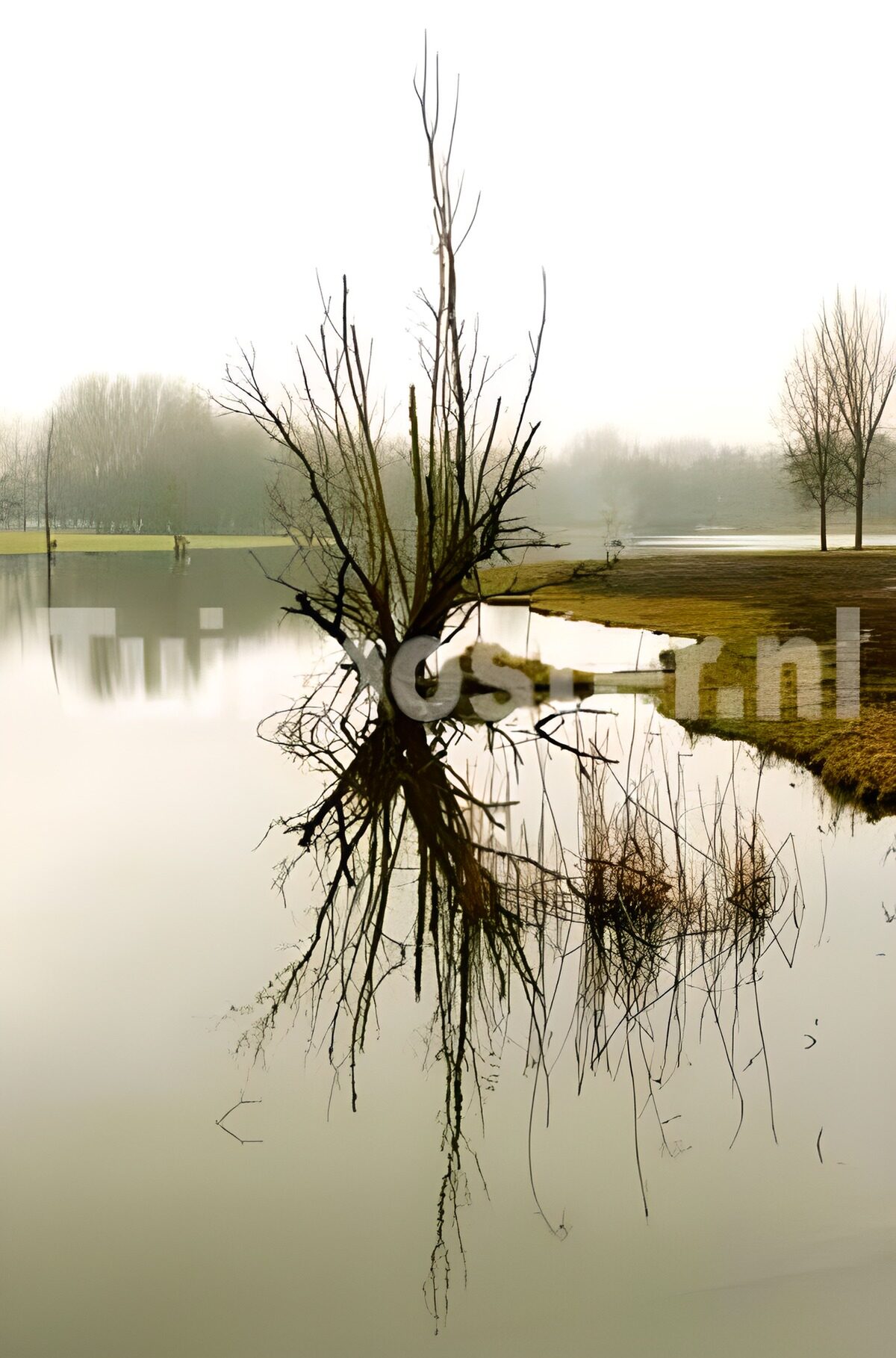 PDGIT7431308: Albero spoglio riflesso nell’acqua