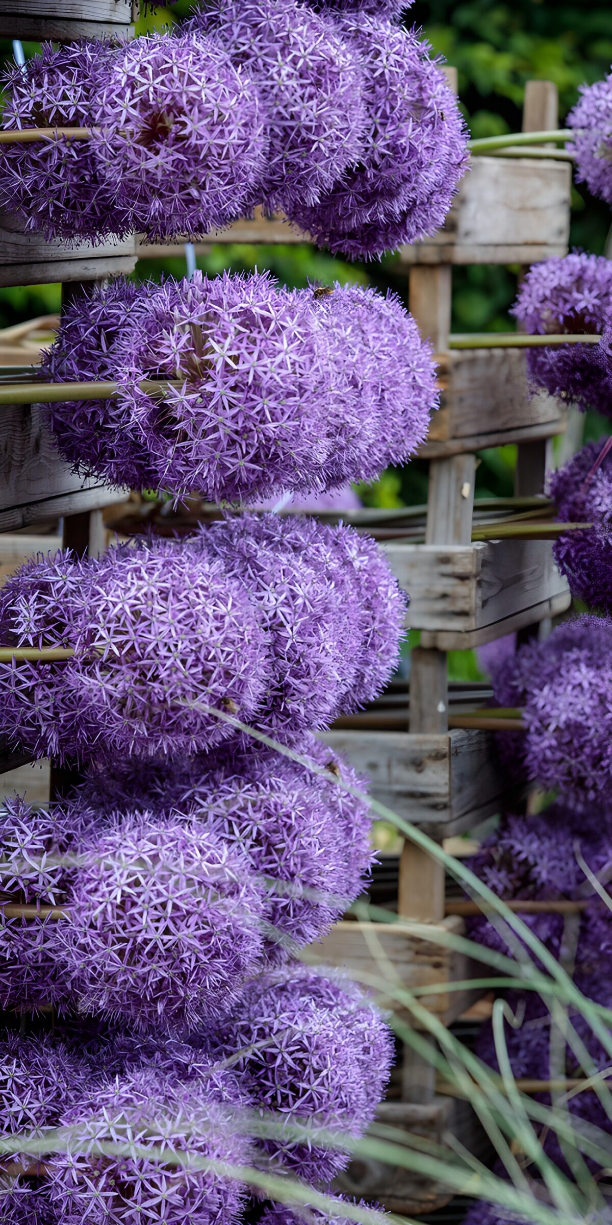 PDGIT2504819: Allium viola su cesti di legno
