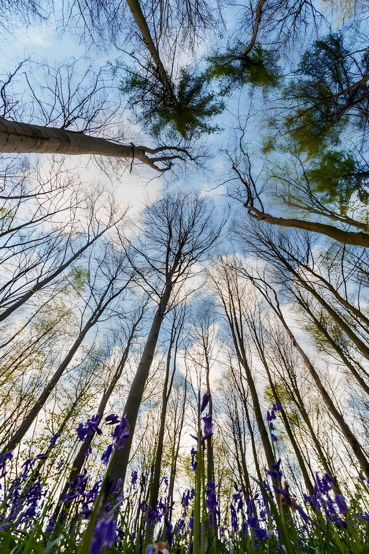 PDGIT6742433: Fiori blu e alberi nel bosco di primavera