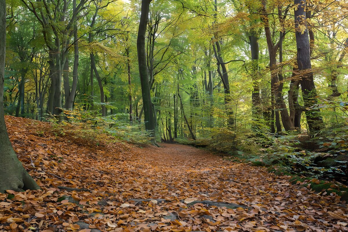 PDGIT9142056: Sentiero nel bosco tra foglie d’autunno