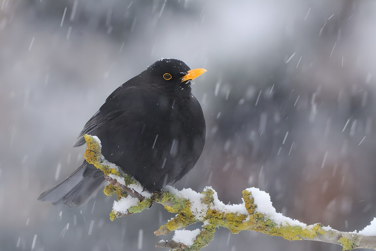 PDGIT2065928: Merlo sul ramo sotto la neve