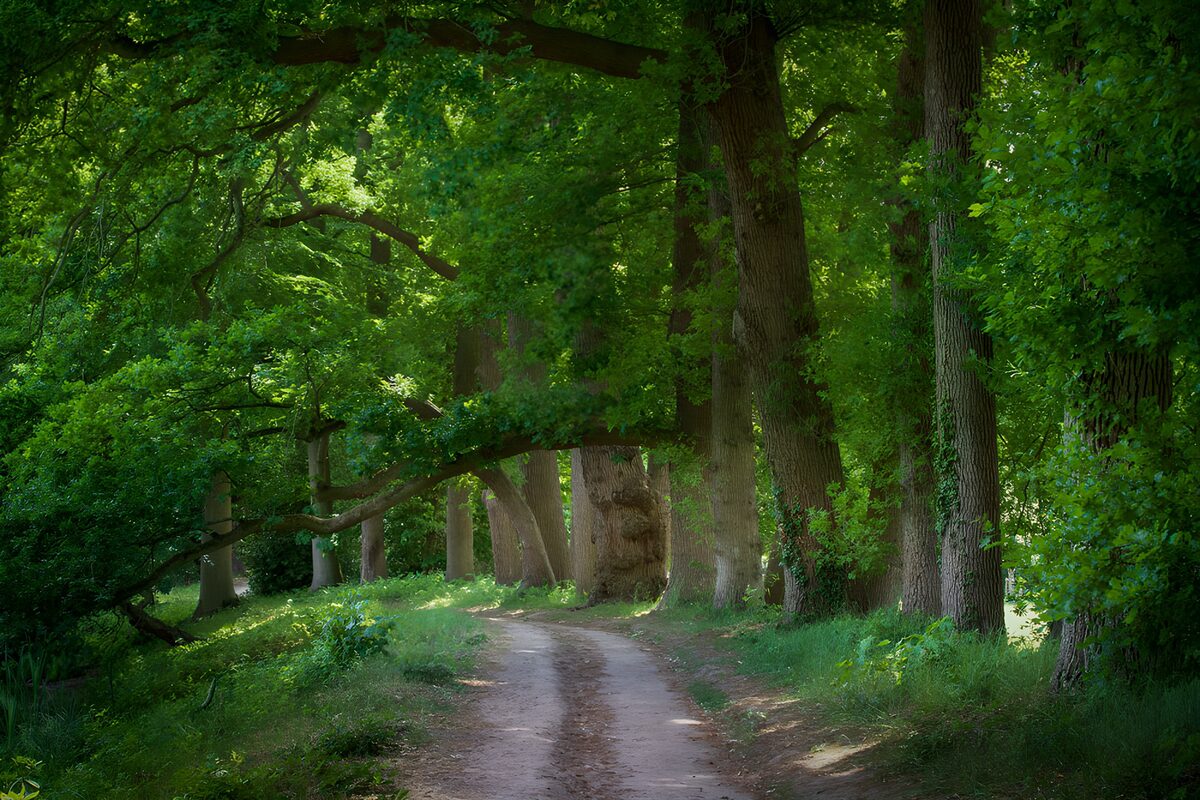 PDGIT4493910: Sentiero sterrato all’ombra degli alberi
