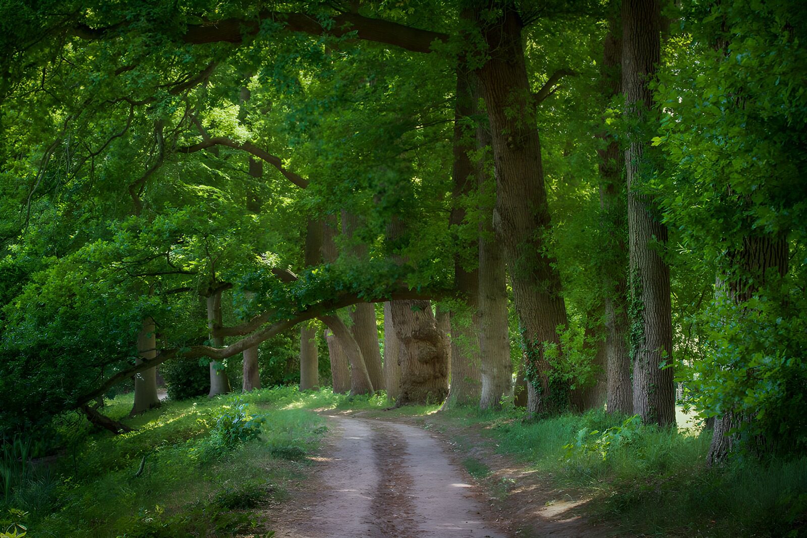 PDGIT4493910: Sentiero sterrato all’ombra degli alberi