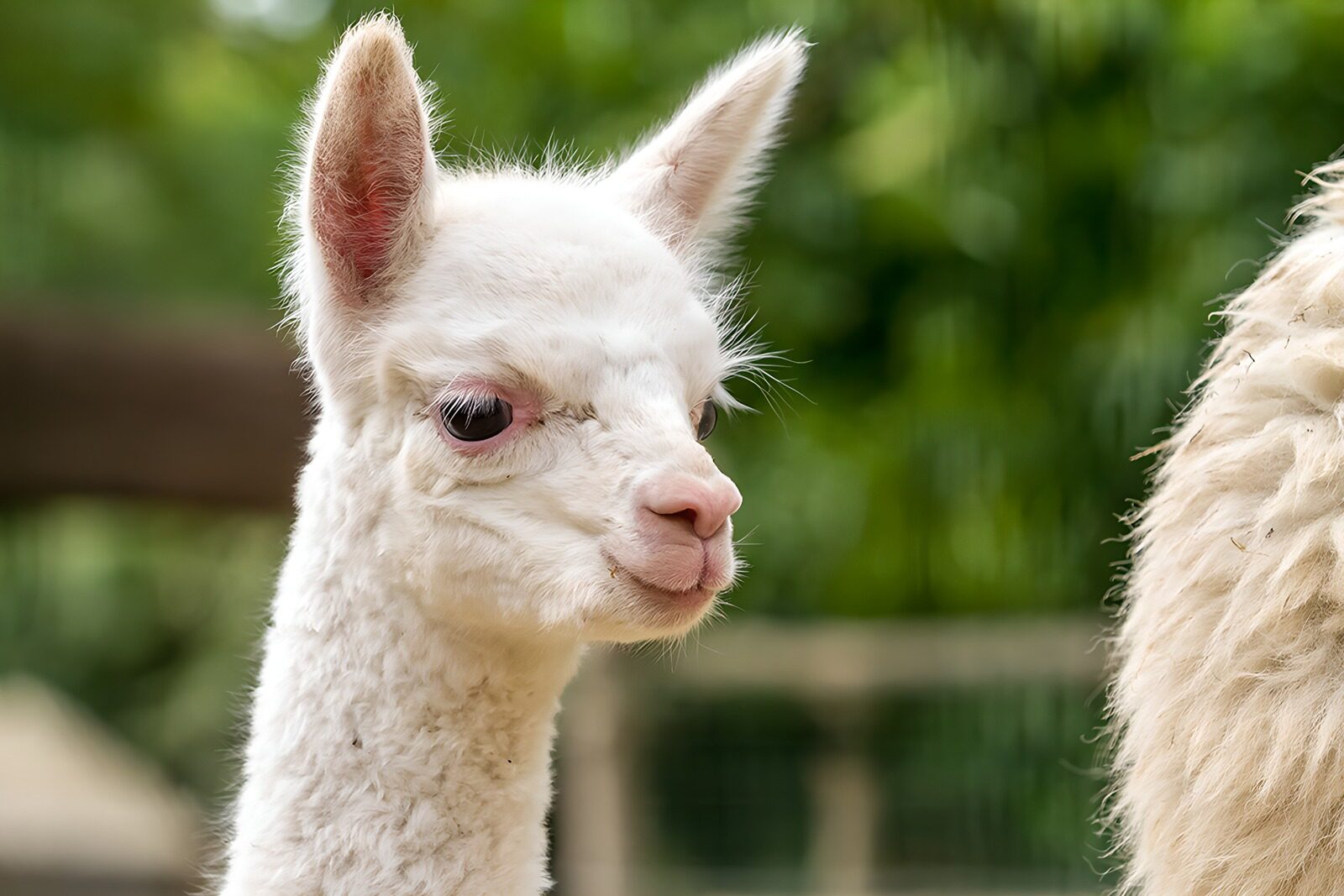PDGIT1885395: Primo piano di un alpaca bianco curioso