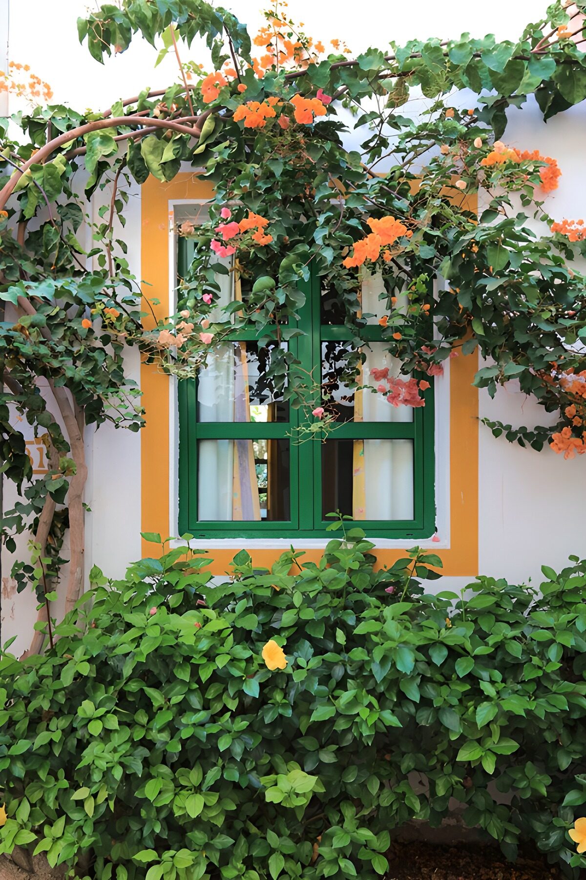 PDGIT3005847: Finestra verde tra bouganville in fiore