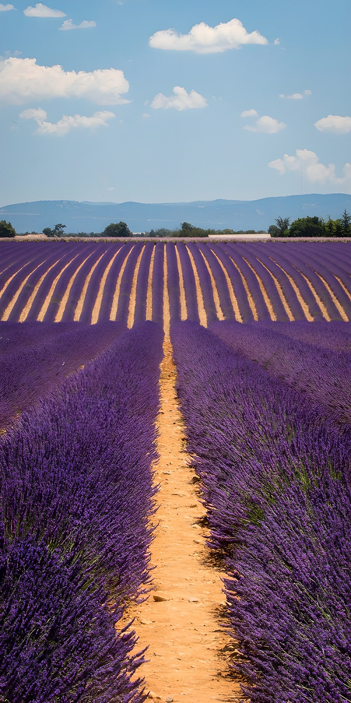 PDGIT1161038: Onde di lavanda verso le colline