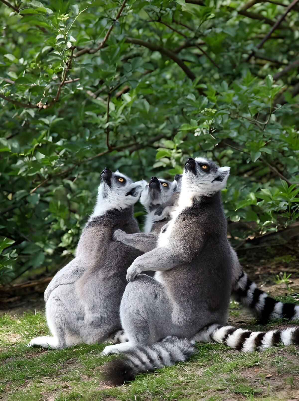 PDGIT5321199: Tre lemuri in un abbraccio di foglie