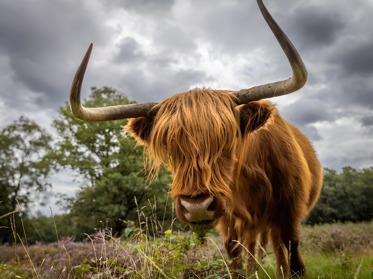 Bovino Highland tra erba e nuvole
