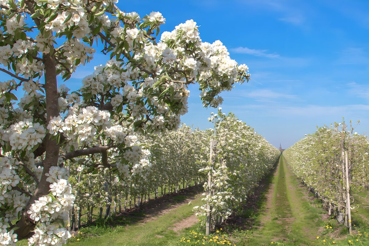 PDGIT2768589: Frutteto in fiore sotto il cielo azzurro