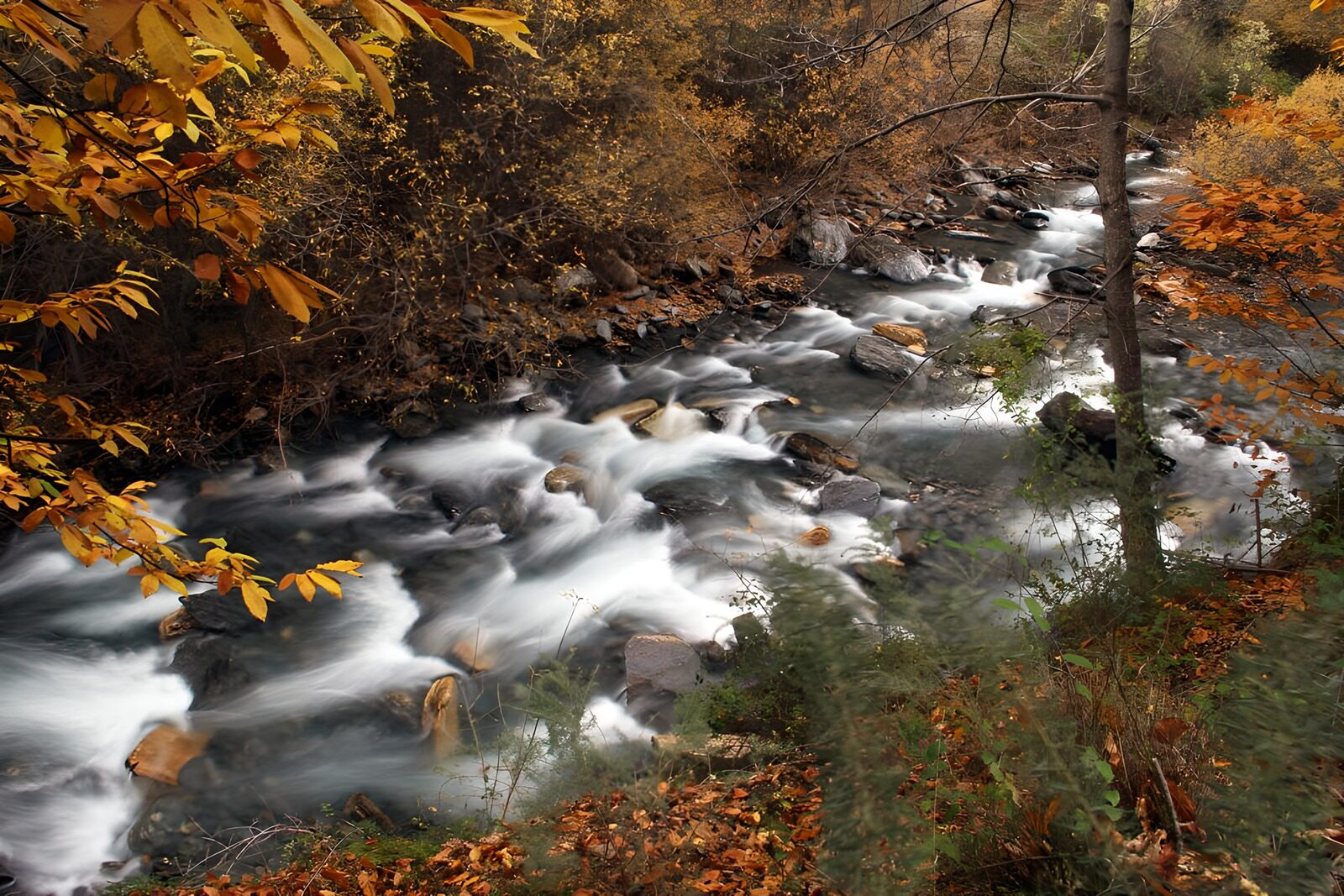 PDGIT1646931: Ruscello tra le rocce nel bosco autunnale