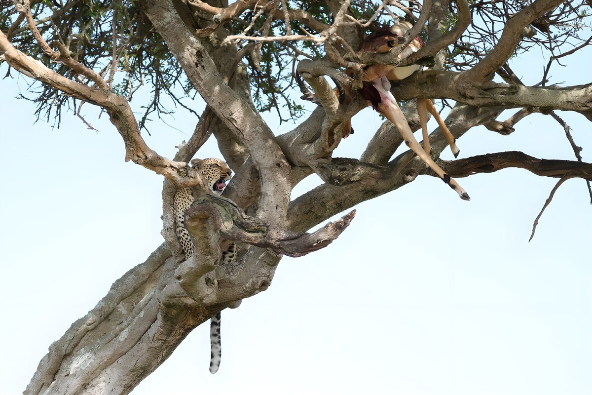PDGIT8147473: Leopardo sull’albero con la sua preda