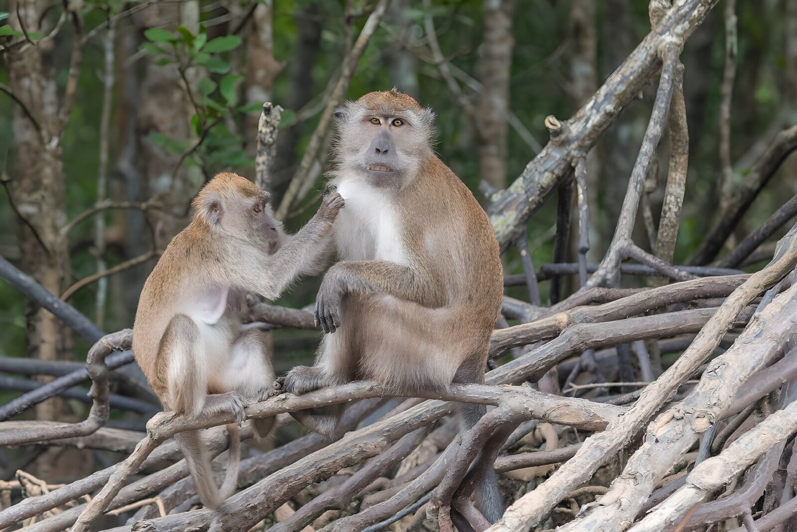 PDGIT2820832: Due macachi in pausa tra le radici