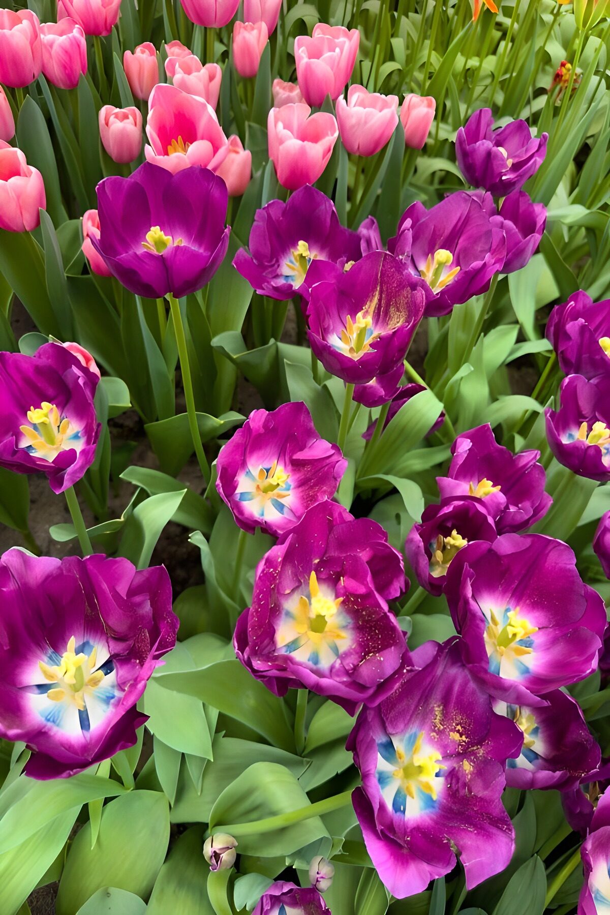 PDGIT1750362: Una marea rosa e viola di tulipani