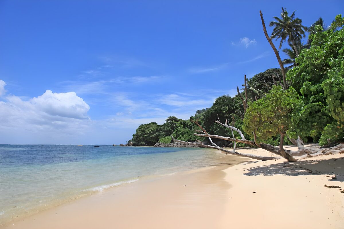 PDGIT9070122: Spiaggia tropicale tra palme e acqua turchese
