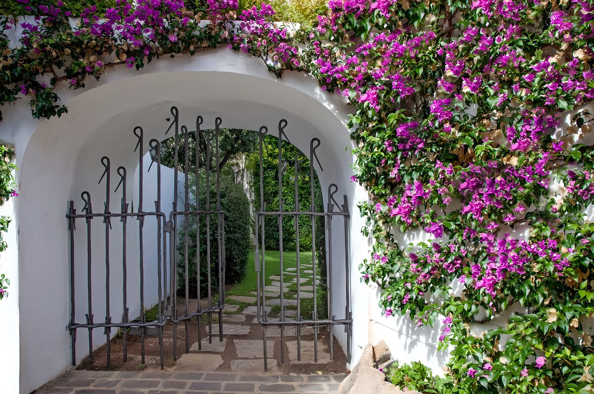 PDGIT3178449: Arco bianco e bougainvillea al sole