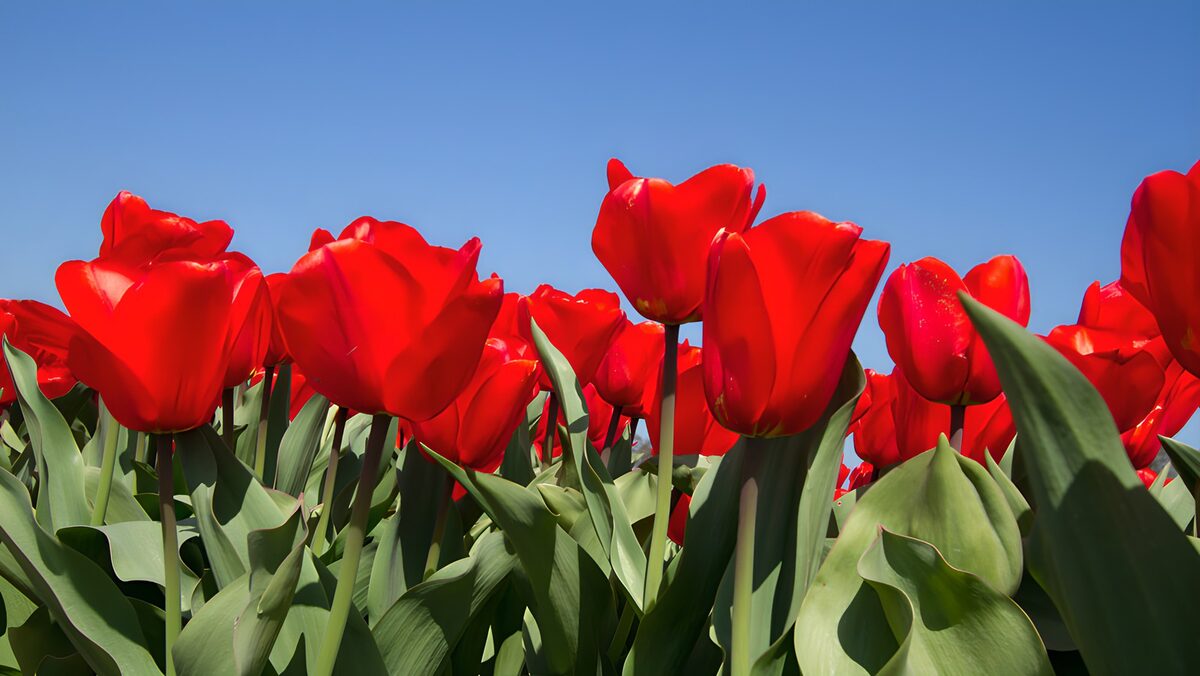 PDGIT3682630: Tulipani rossi contro il cielo azzurro