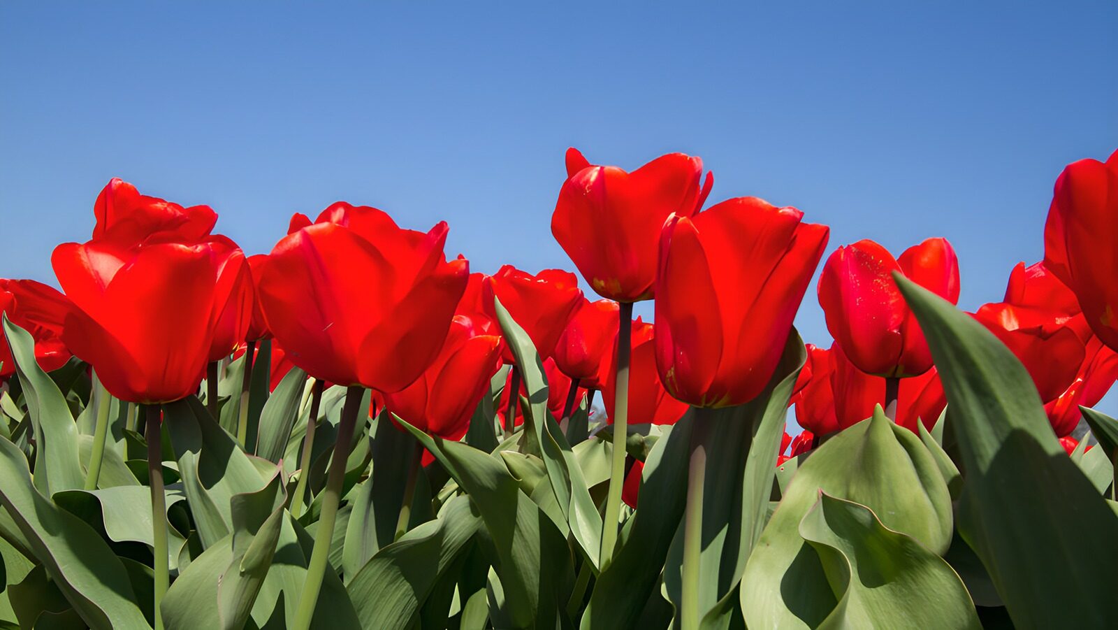 PDGIT3682630: Tulipani rossi contro il cielo azzurro