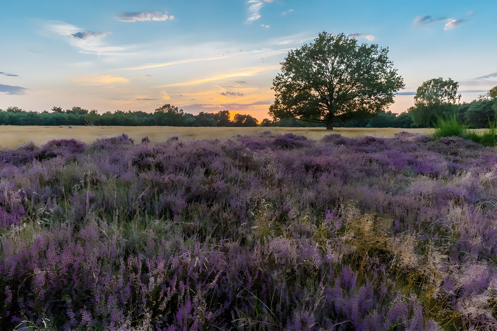 PDGIT2175291: Erica in fiore al tramonto