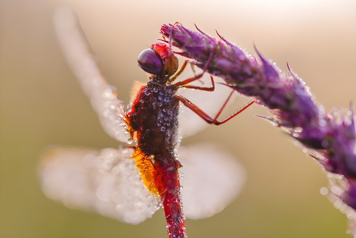 PDGIT3327786: Libellula rossa coperta di rugiada