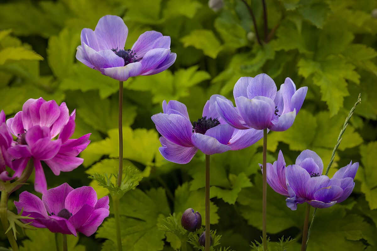 PDGIT4544418: Anemoni rosa e lilla nella luce