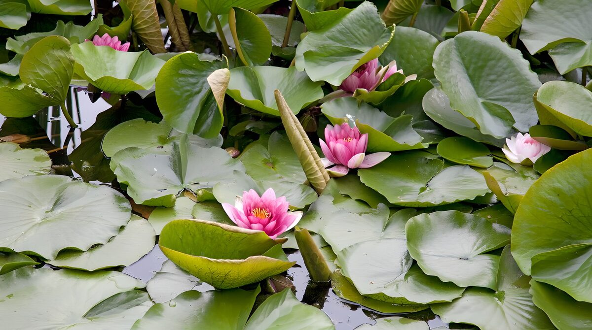 Ninfee rosa nel folto delle foglie