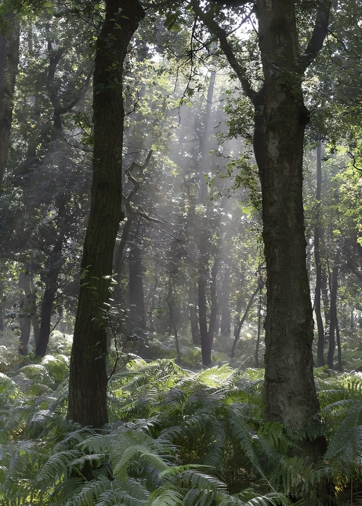 Tronchi e felci nel bosco in penombra