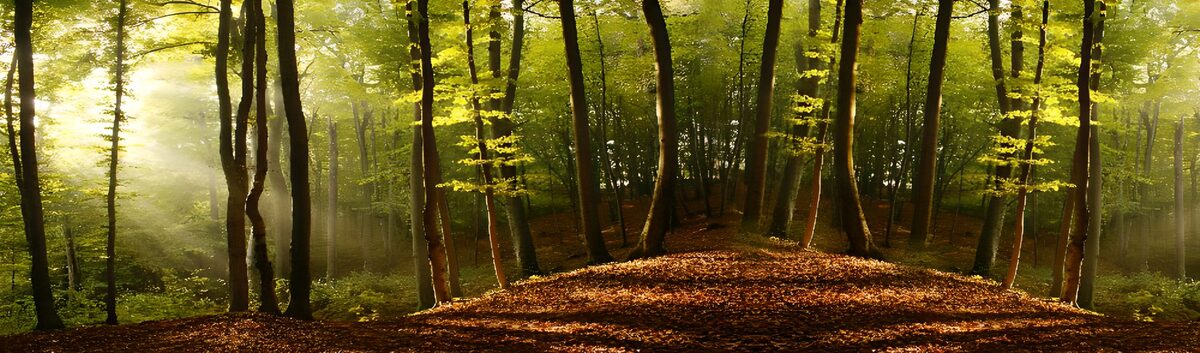 PDGIT8611270: Bosco autunnale tra luce e ombra